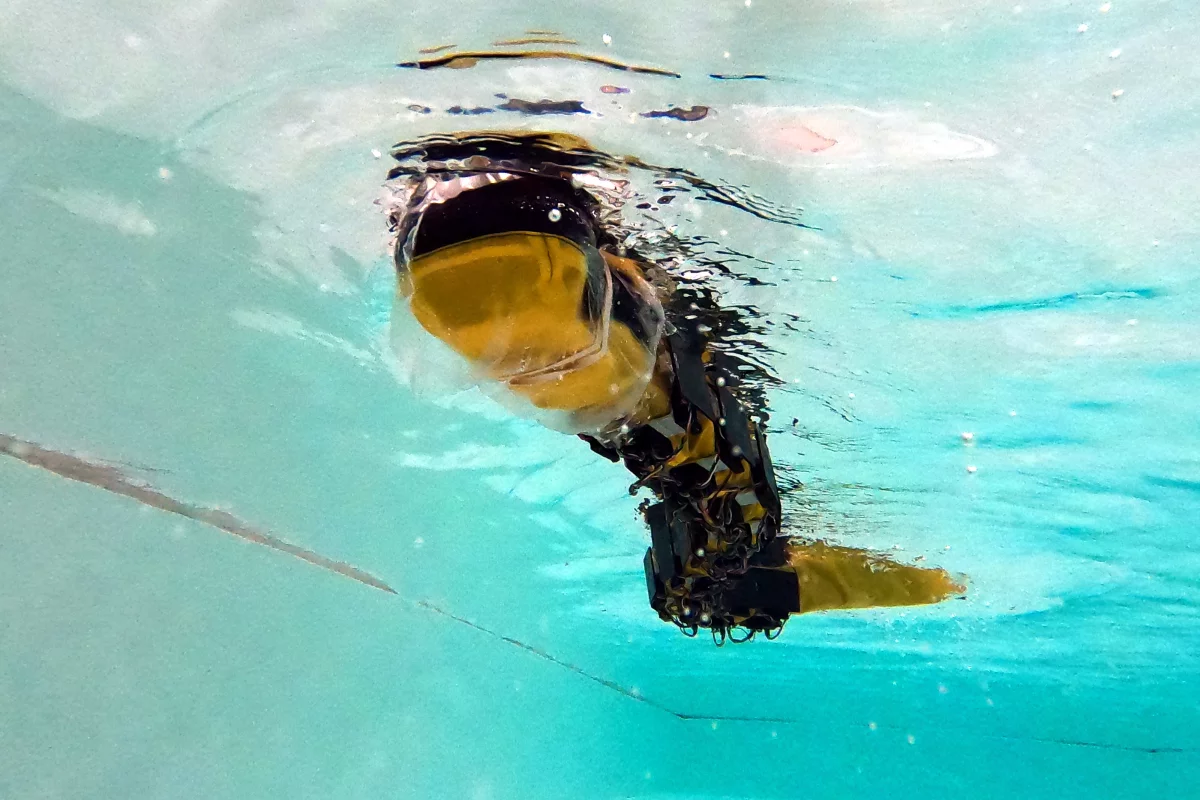 The AgnathaX robot swims best when utilizing both its simulated central and peripheral nervous systems