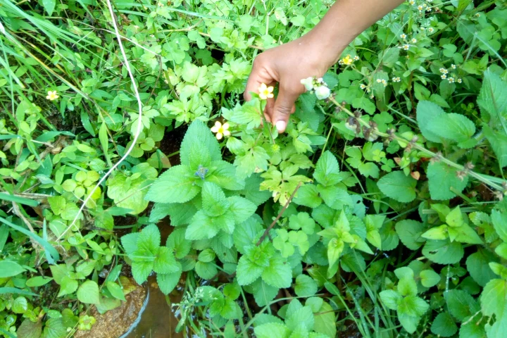The Ranunculus multifidus plant, which is a member of the buttercup family