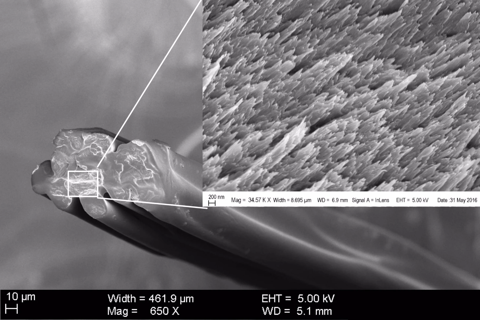 A cross-sectional microscope image of an RSF fiber, showing the microfibrils in the inset