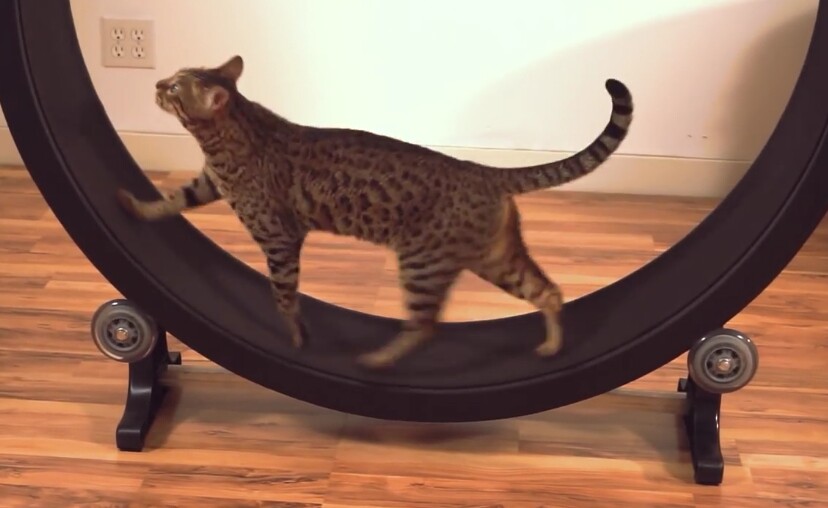 Unlike hamsters, cats may require a little training to get used to running on a wheel