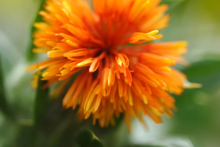 The "super high" oleic acid safflower developed by the CSIRO