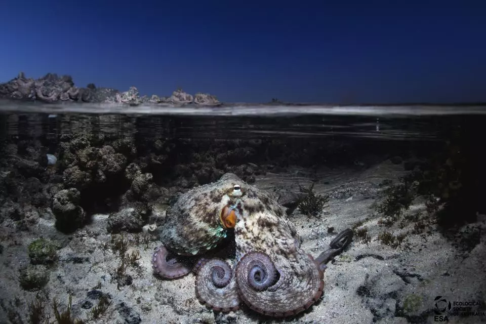 Alex Pike took third place in Animals for this shot of the nocturnal Sydney octopus