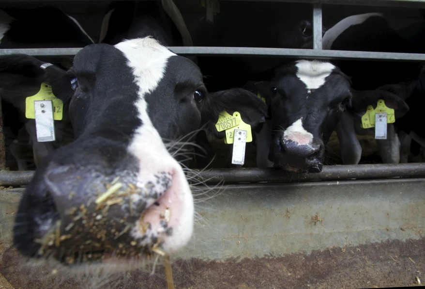 Electronic ears tags are being used to check on the well-being of cattle