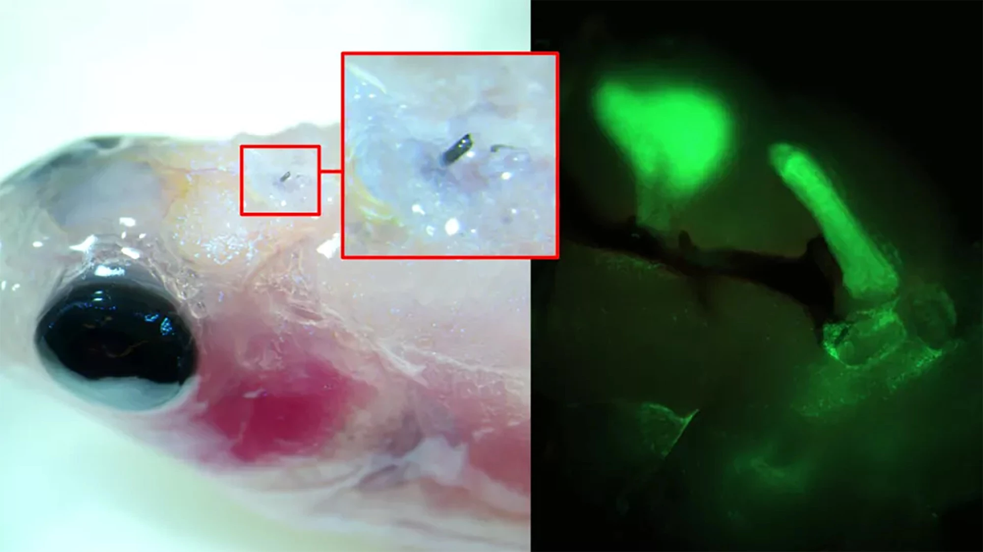 Researchers have implanted a dissolvable organic electrode in the brain of a zebrafish, using it to send electrical signals (highlighted in green)