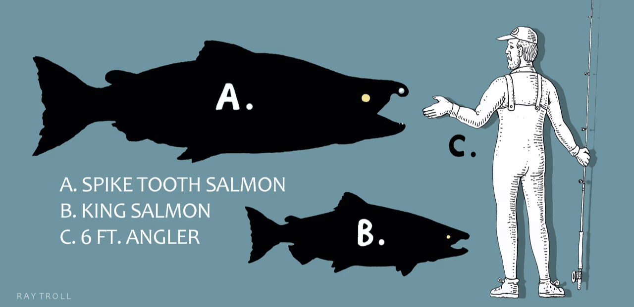 The estimated size of Oncorhynchus rastrosus relative to a person and what is presently the world's largest salmon, the King/Chinook