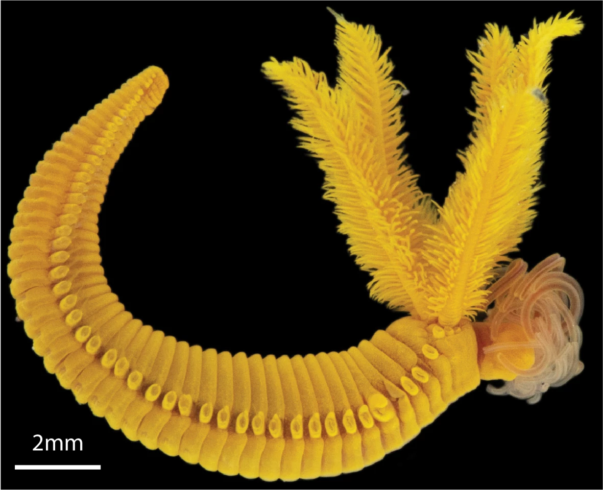 The worm survives by taking arsenic, spewed out from hydrothermal vents, and turning it into a protective yellow armor.
