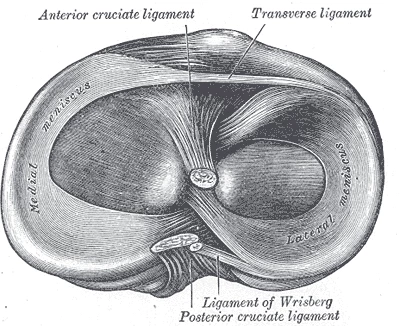 Knee cartilage anatomy: the source of many problems for osteoarthritis sufferers (Image: Gray's Anatomy)
