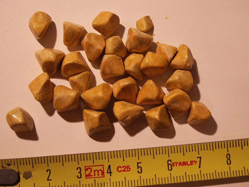 A new type of endoscope is said to be able to remove gallstones (pictured), reducing the need for gallbladder removals