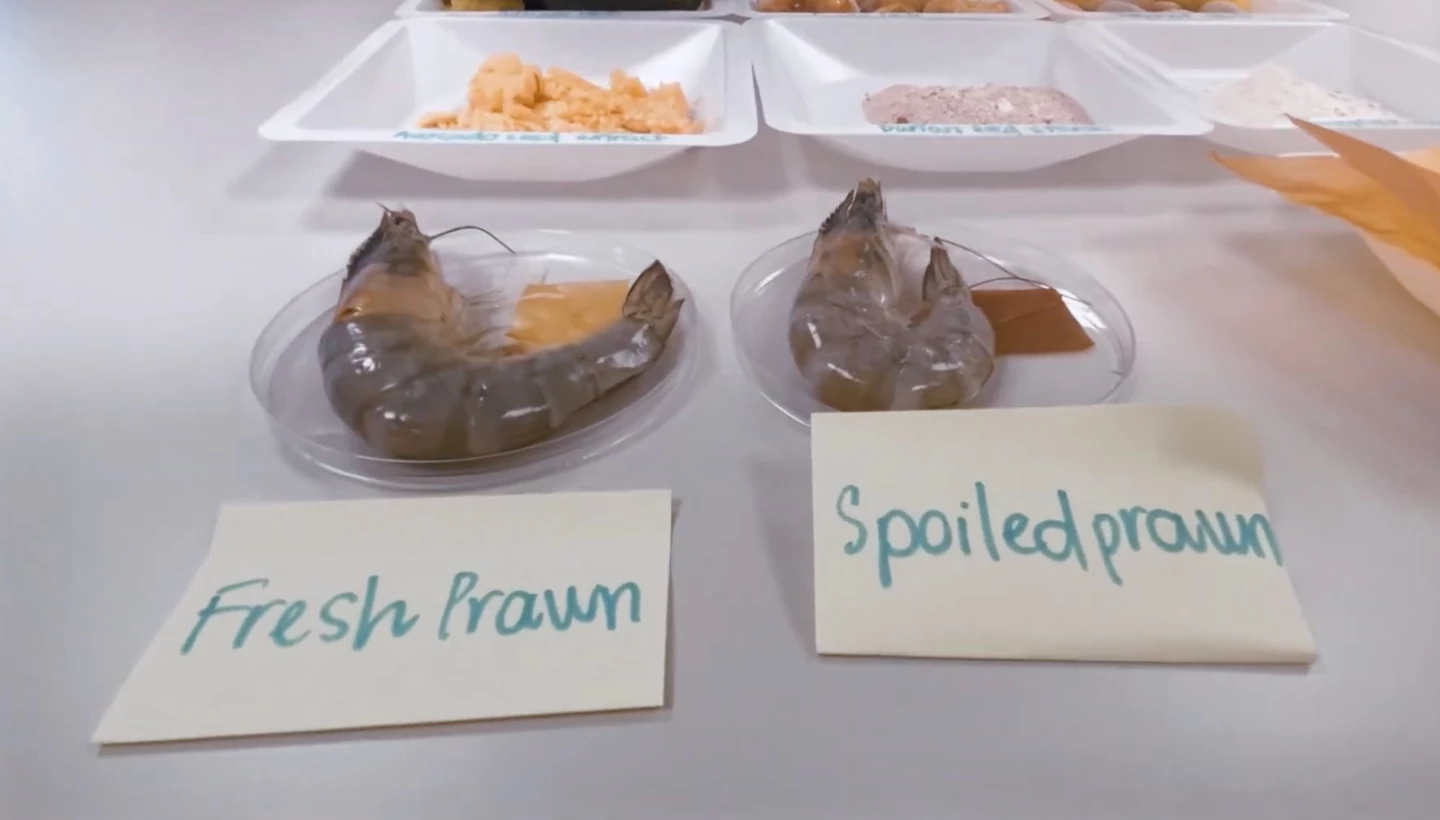 Samples of the film stayed yellow when prawns were still fresh, but turned a telltale brown as they began to spoil