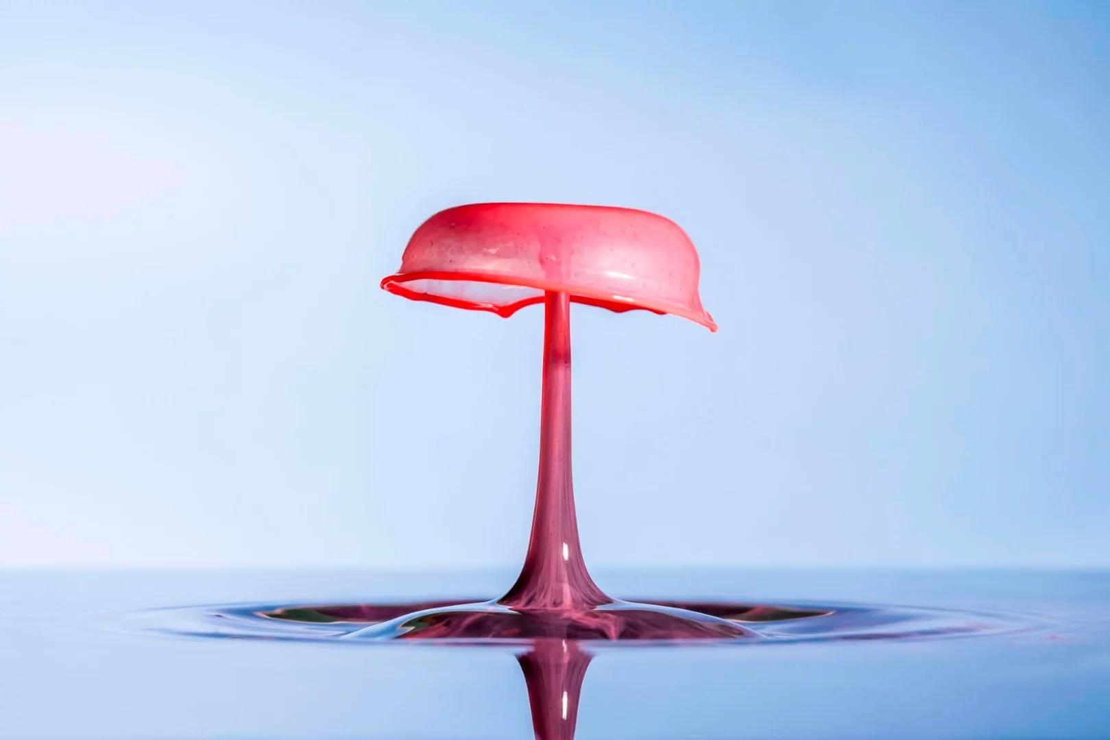 Macro – Ware, Hertfordshire. "Veil"