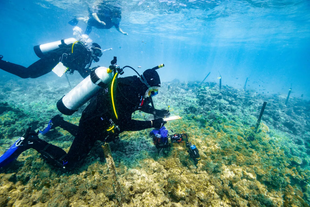 Prof. Peter Harrison visits one of the Coral IVF sites on a section of reef near Australia's Heron Island