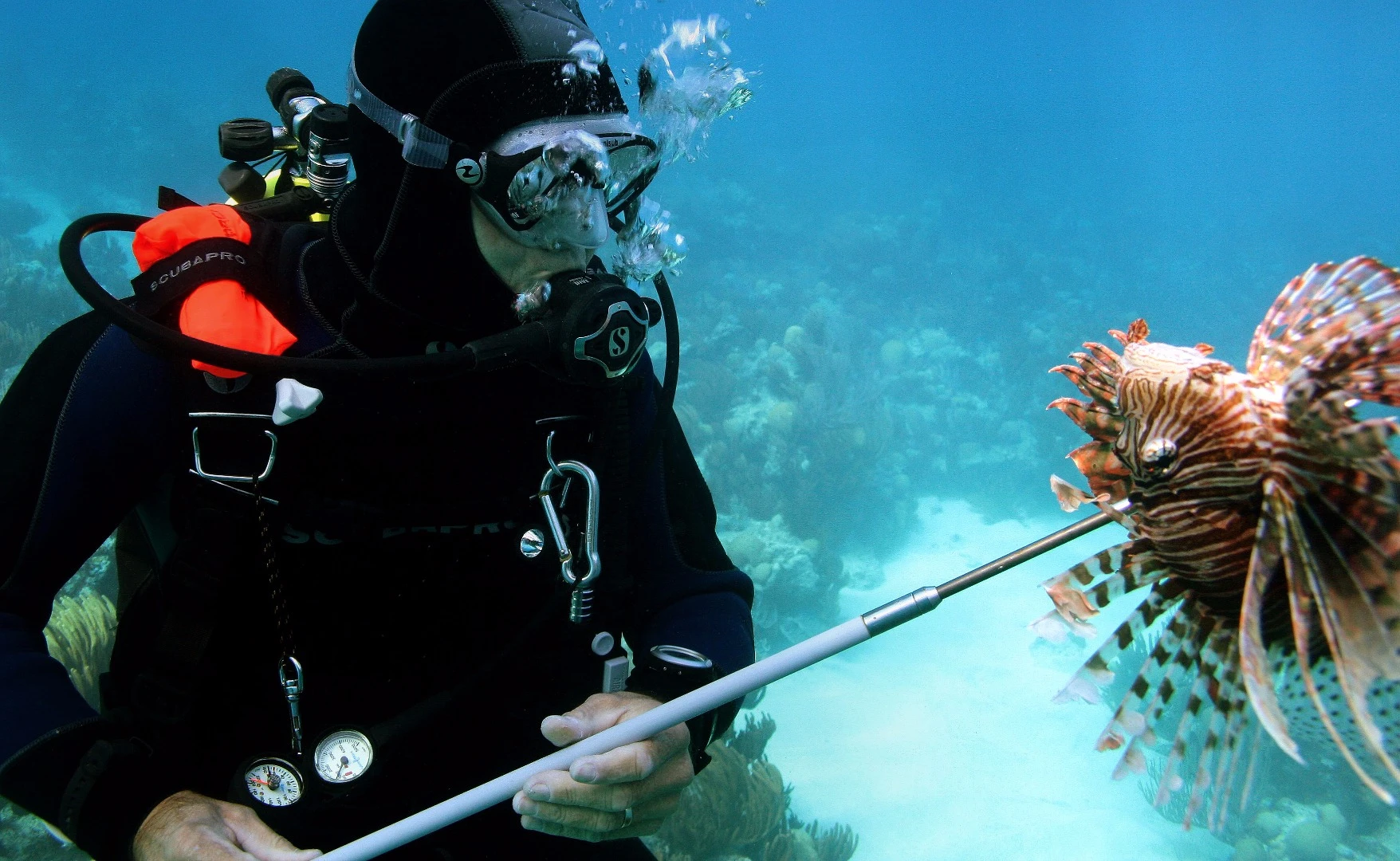 Diver spearing a lionfish off Bermuda