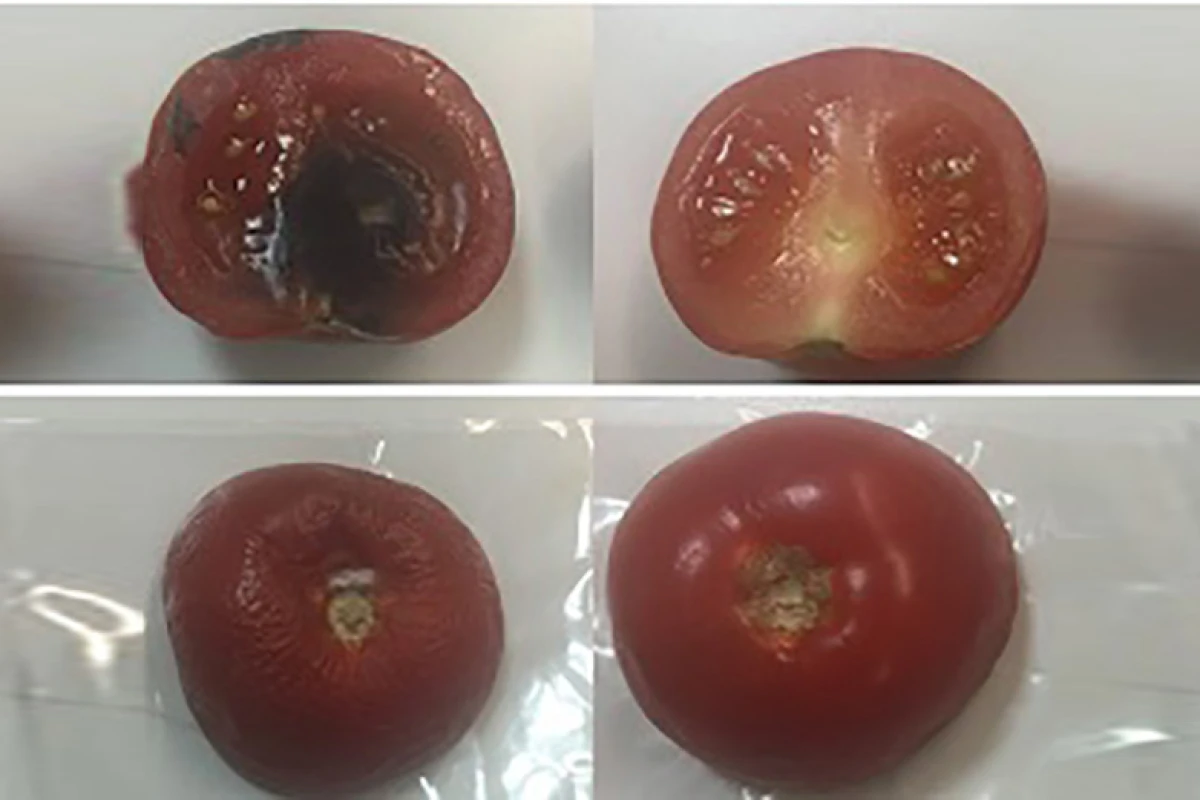 Tomatoes after six days, wrapped in conventional plastic wrap on the left, and those wrapped in the new material on the right