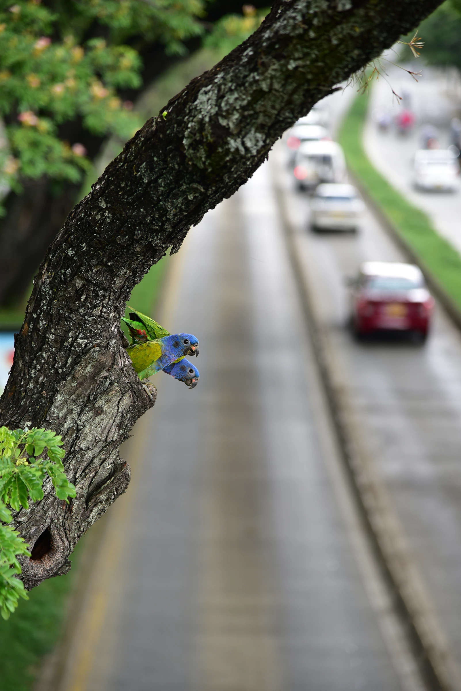 2025 Birds in Landscapes Colombia Winner: Blue-headed parrots (Pionus menstruus) by Shamir Shah (Santiago de Cali, Colombia)