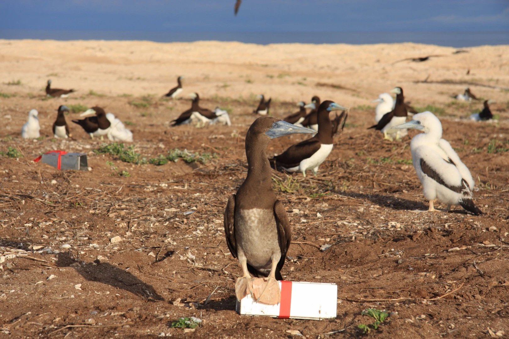 The researchers laid more than 900 traps in their latest survey