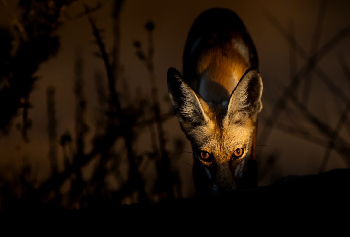 An Arabian red fox