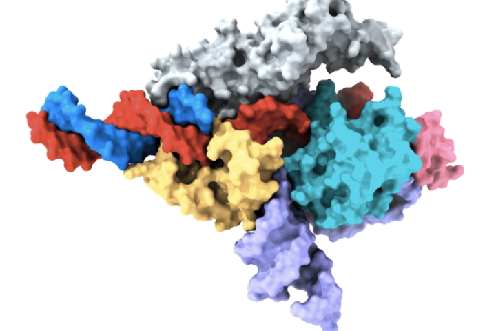 A model map of the Fanzor protein (gray, yellow, light blue, and pink) with ωRNA (purple), target DNA (red) and non-target DNA (blue)