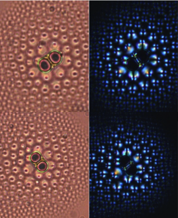 Smectic flower texture organized around a single (or double) microparticle "seed" when the pool of liquid crystal interface is distorted by the seed (Photo: University of Pennsylvania)