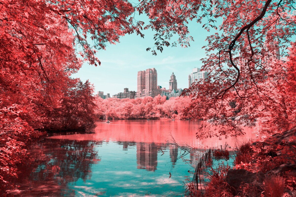 Paolo Pettigiani's series Infrared NYC is a glorious examination of New York's Central Park that uses infrared filters to transform the greenery into a pink and red wonderland