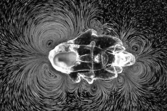 A starfish larva creates vortices in liquid to move or feed itself, inspiring the team to create microrobots that can do the same thing