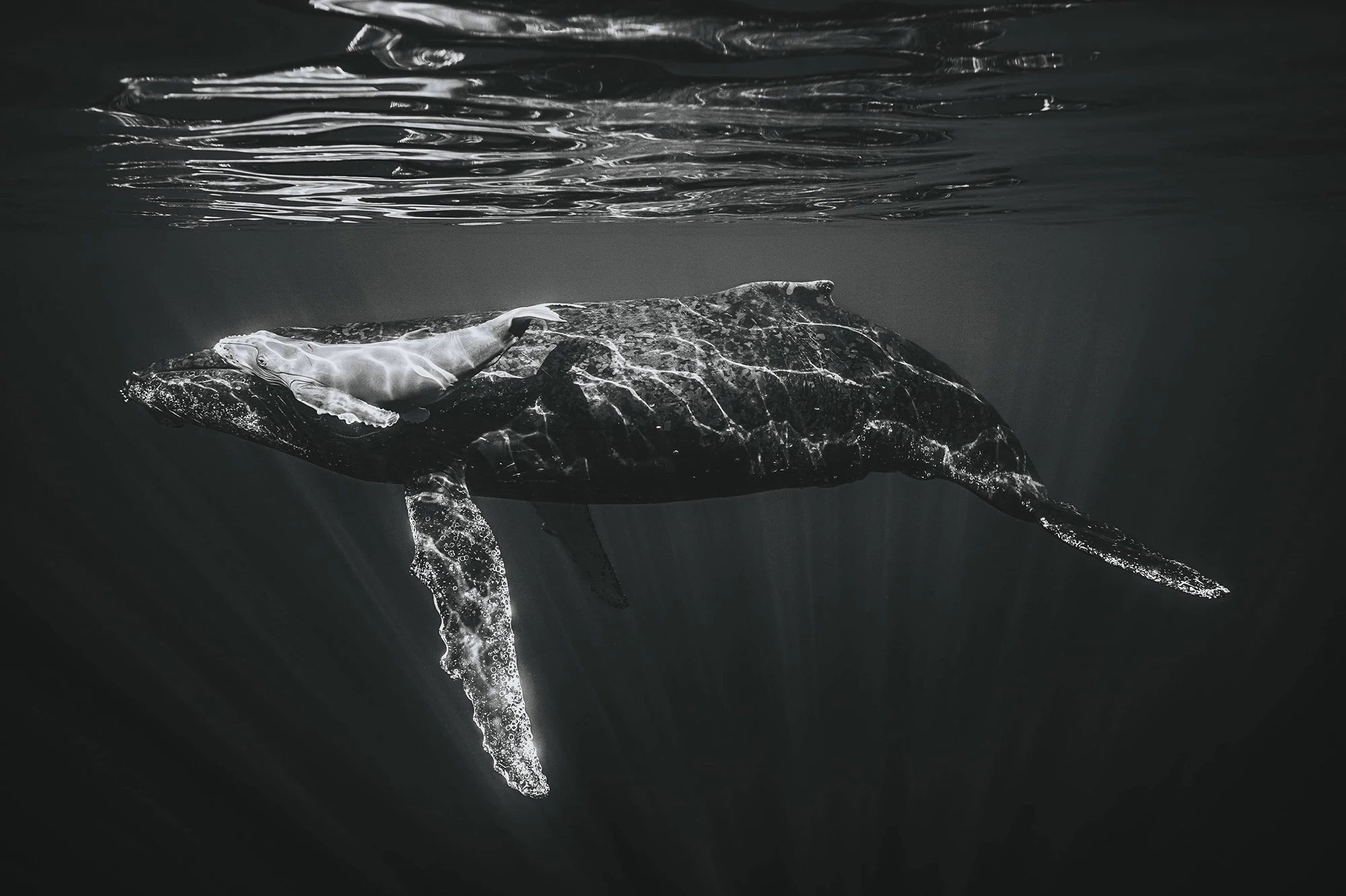 Fauna and Flora, second winner. Ricardo Nascimento, "Newborn Humpback Calf and Its Mother"