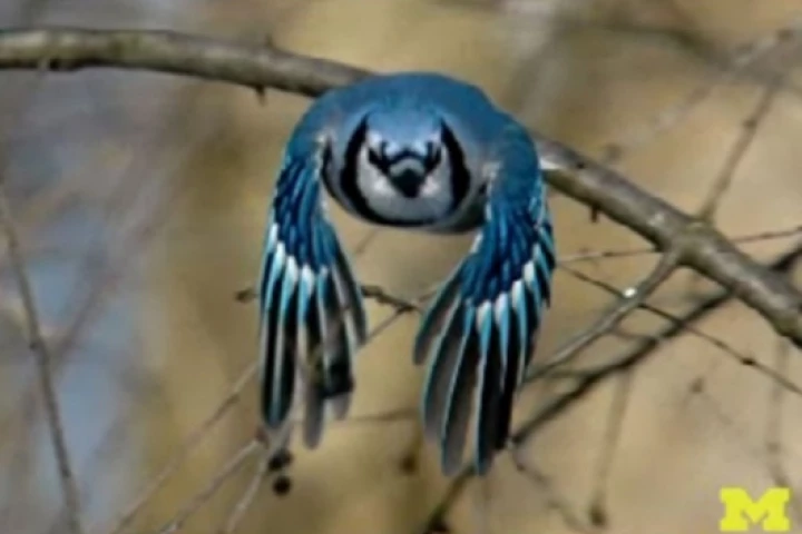 The University of Michigan is designing a new generation of flapping-wing micro-aircraftPhoto: Professor Wei Shyy