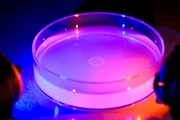 Researchers experiment with how different-colored light affects the foraging behavior of worms