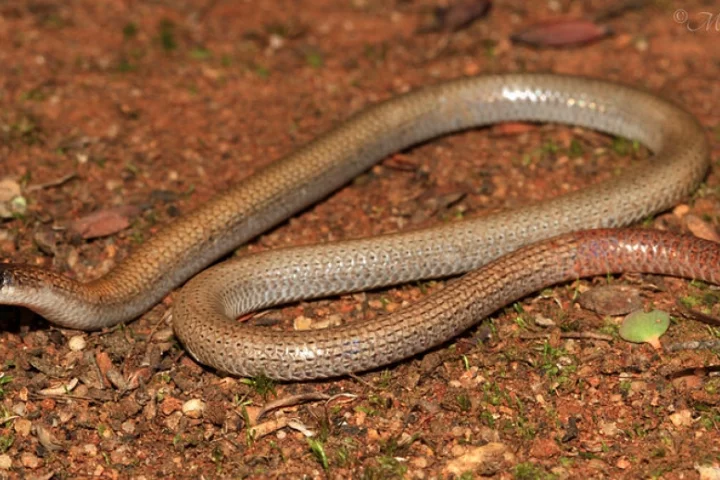 The researchers say that within days of publishing data on the pink-tailed worm lizard, poachers began appearing on private property in search of them