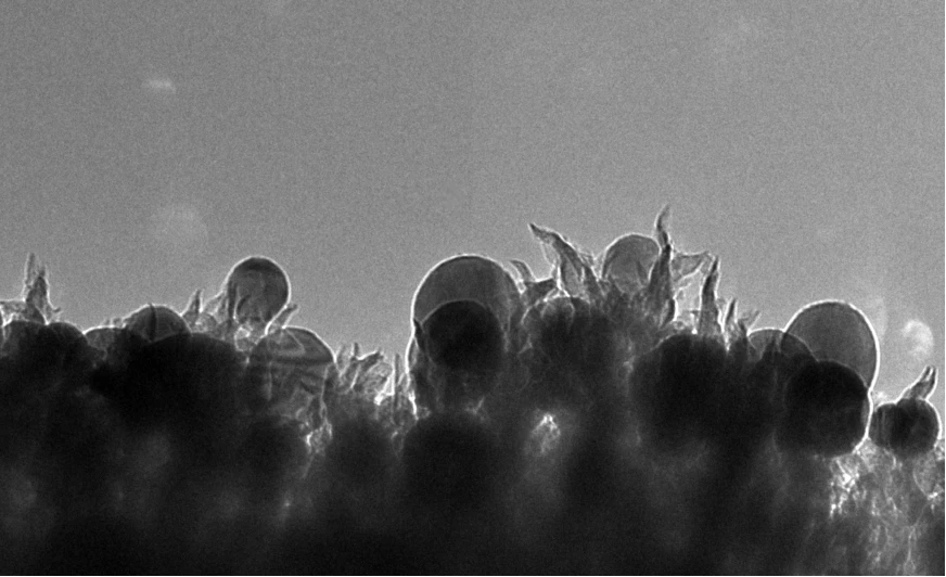 A photomicrograph of the ORNL catalyst showing the carbon nanospikes that can convert carbon dioxide into ethanol