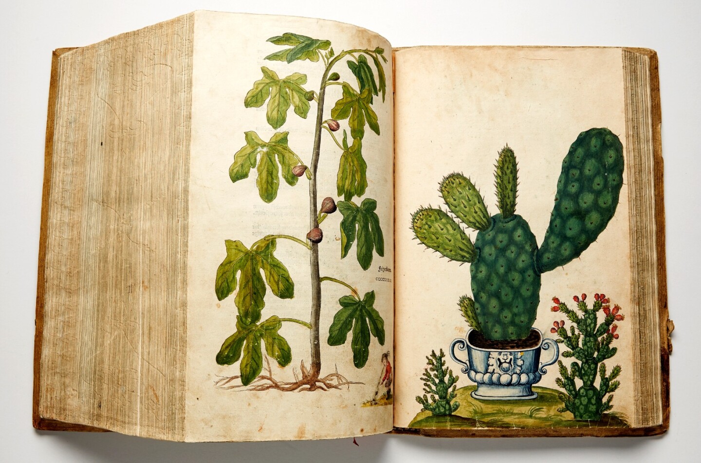 A finely-coloured first edition in Latin of "perhaps the most celebrated and most beautiful herbal ever published" (PMM), De Historia Stirpium Commentarii Insignes was first published in Basel in 1542, covering 497 plants and with over 500 woodcut illustrations. Over 100 of the plants in the book were first descriptions, and Leonhart Fuchs is righfully regarded as one of the German fathers of the science of Botany. Fuchs name lives on through the plant and the colour named after him. Stanford University Press called this book, "one of the best illustrated books of all time and a masterpiece of the German Renaissance". In addition to the Latin first edition above, which sold for $405,799 (GBP £309,000) at Sothebys on November 2, 2107, a German edition of this book, entitled New Kreüterbuch, sold for $142,139 (1,250,000 SEK) at Stockholms Auktionsverk on June 20, 2017.