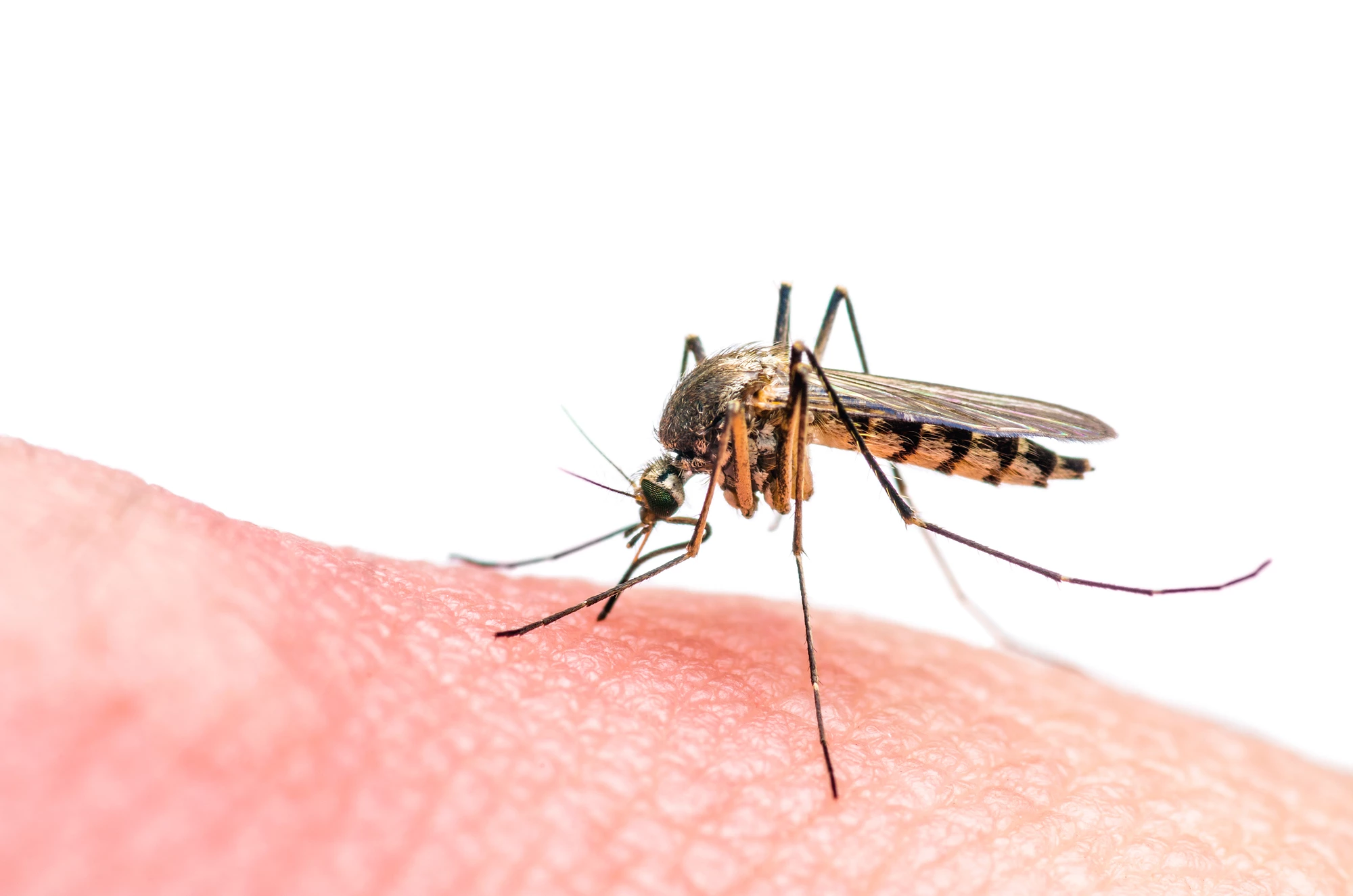 Researchers have identified a mechanism that could enable a better malaria vaccine