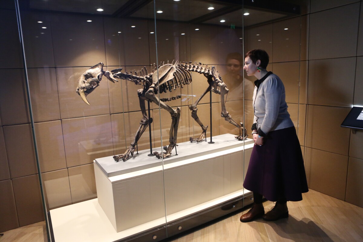 A 12,000-year old saber-toothed cat (Smilodon fatalis), recovered from the La Brea tar pits in California. Dr. Karen Roberts, Collection Manager of Vertebrate Zoology at Melbourne Museum, looks on.