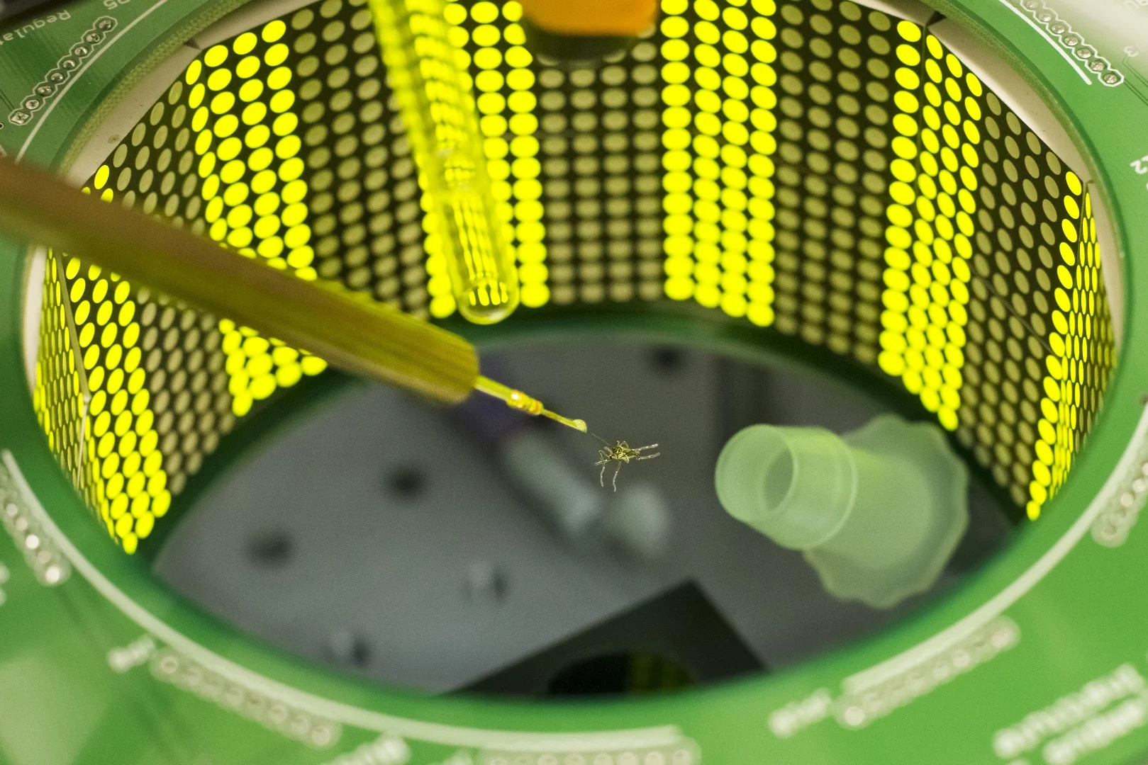 Researchers at the University of Washington have discovered that mosquitoes can learn to stay away from swatters