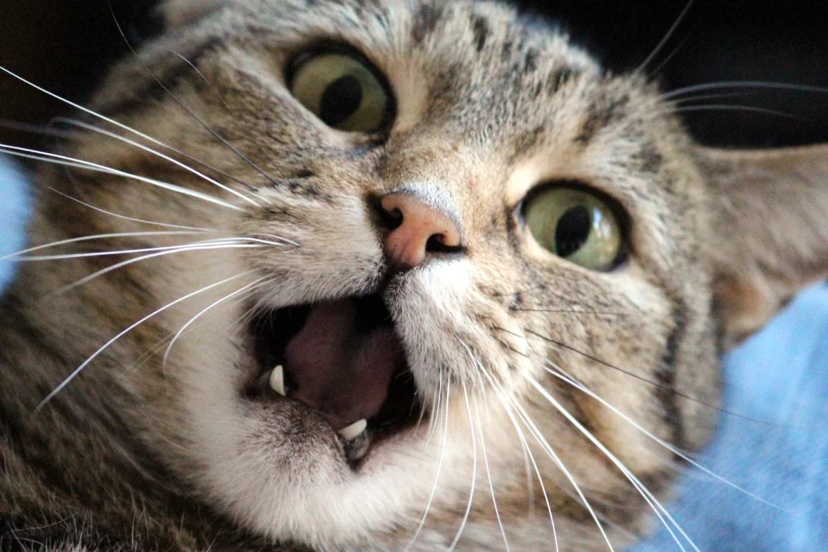 Cat with an open mouth