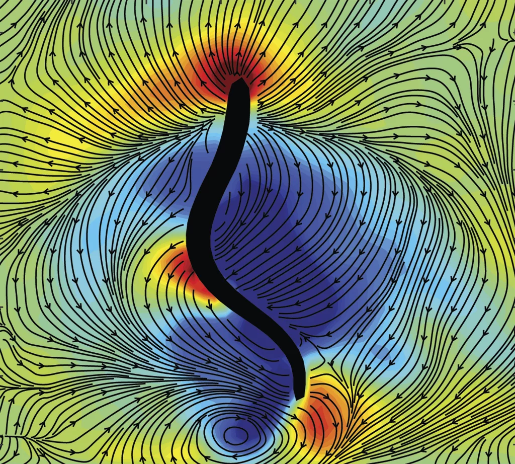 A lamprey (black outline) swimming in a water tank – colors indicate low-pressure suction forces (blue) and high-pressure pushing forces (red) generated by the animal as it swims
