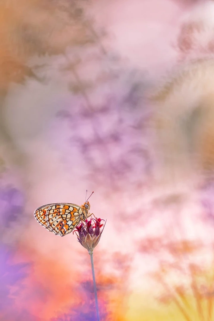Highly Commended, Sunset Serenity. Pazin, Croatia. "A twin-spot fritillary butterfly (Brenthis hecate) in the fading light of a Croatian sunset."