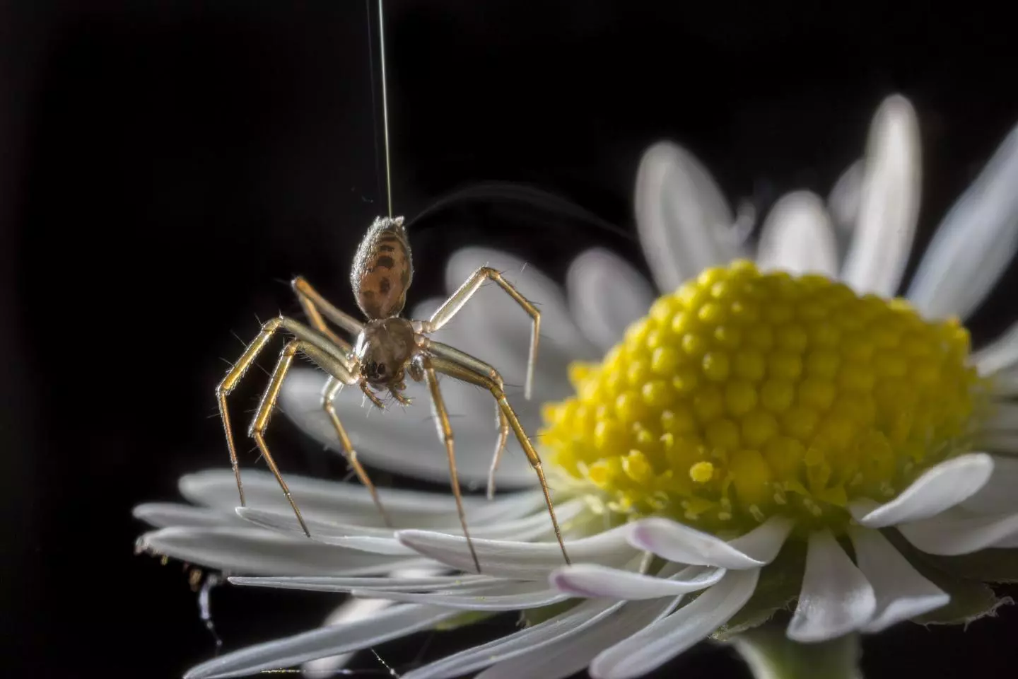 A spider in the "tiptoe" stance. indicating it's trying to start ballooning