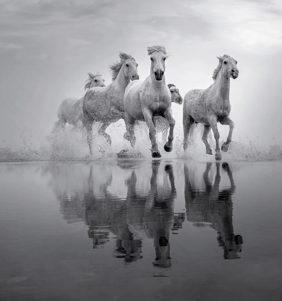 Saltmarsh Gallop