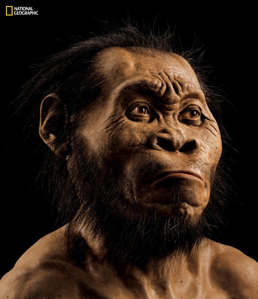 A reconstruction of Homo naledi’s head by paleoartist John Gurche