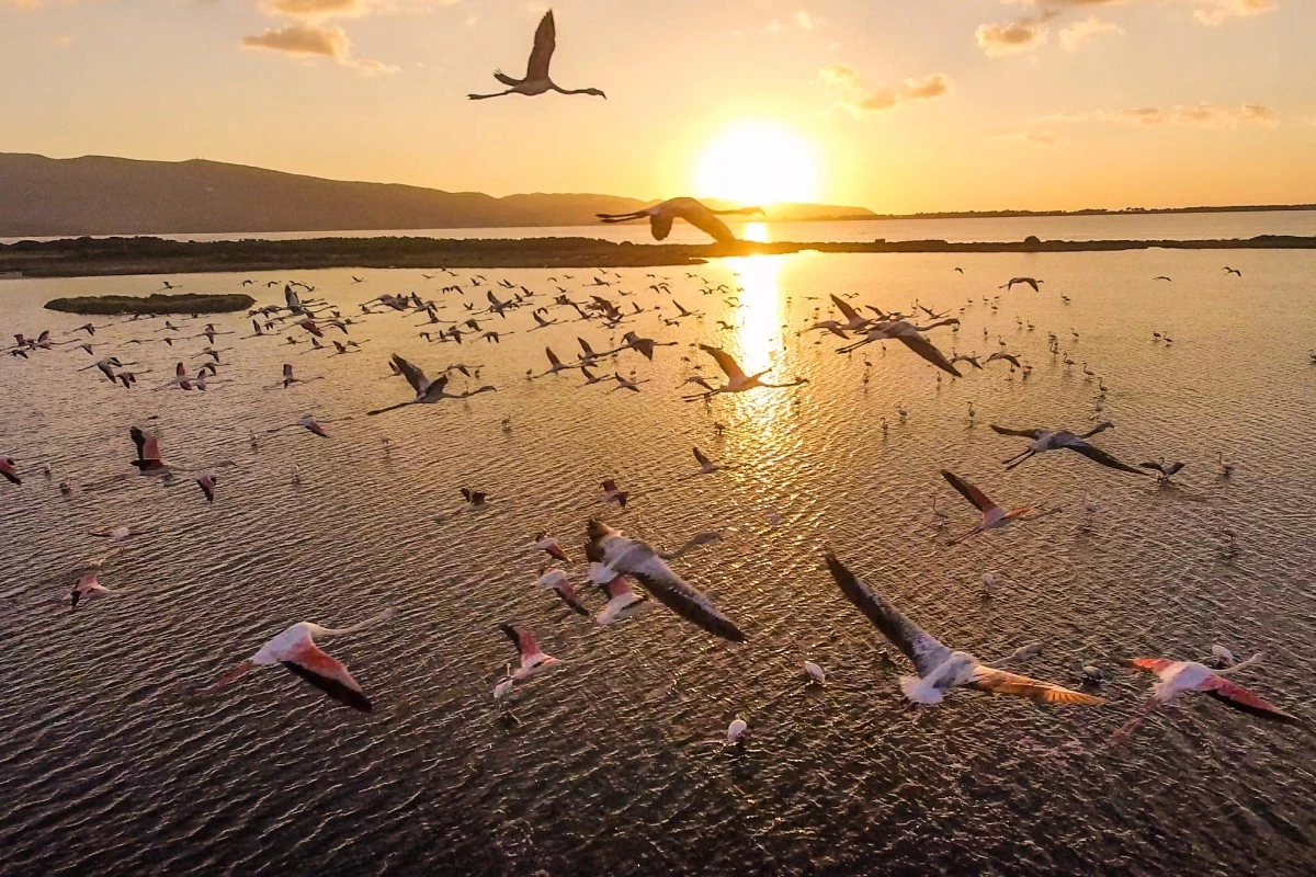 Flamingos take flight in Italy
