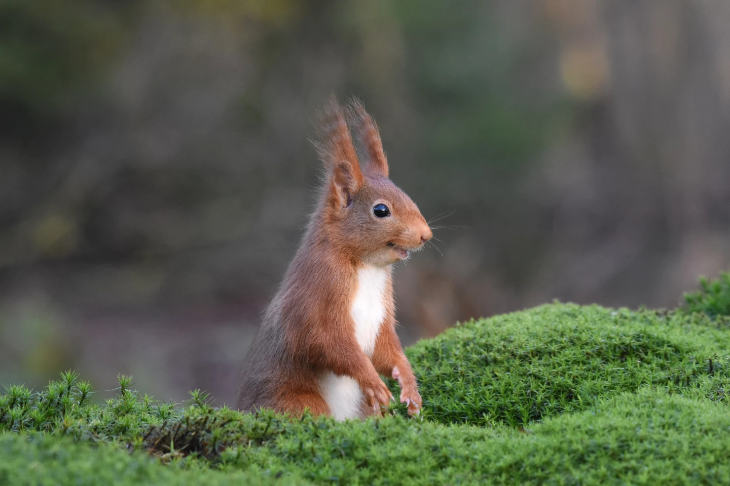 Bronze - Animal Portraits. 'The Inside Joke'. Eurasian red squirrel. Espelo, the Netherlands