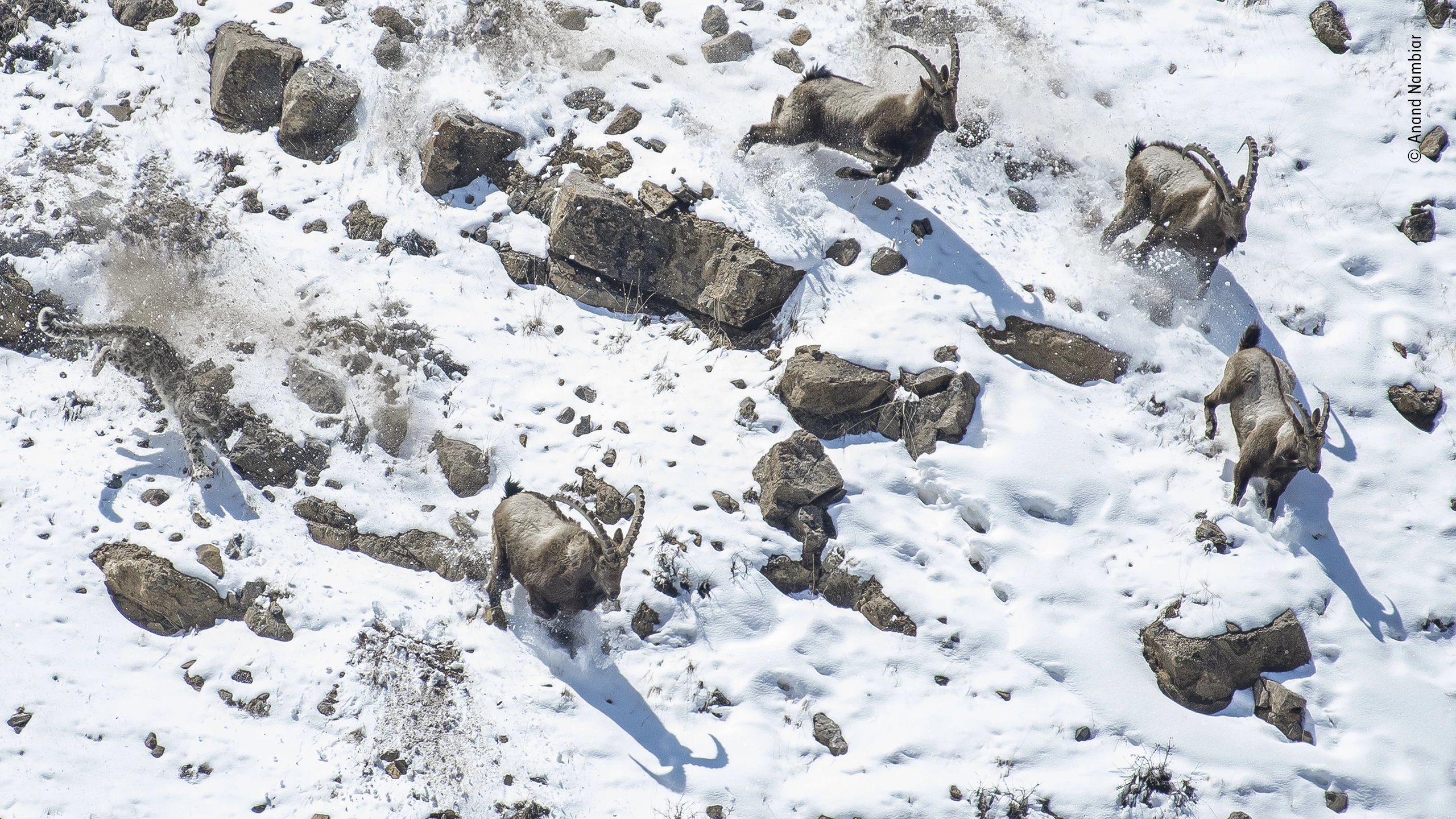 Winner, Behaviour: Mammals. The great cliff chase. A snow leopard charging a herd of Himalayan ibex towards a steep edge. Kibber Wildlife Sanctuary, Himachal Pradesh, India