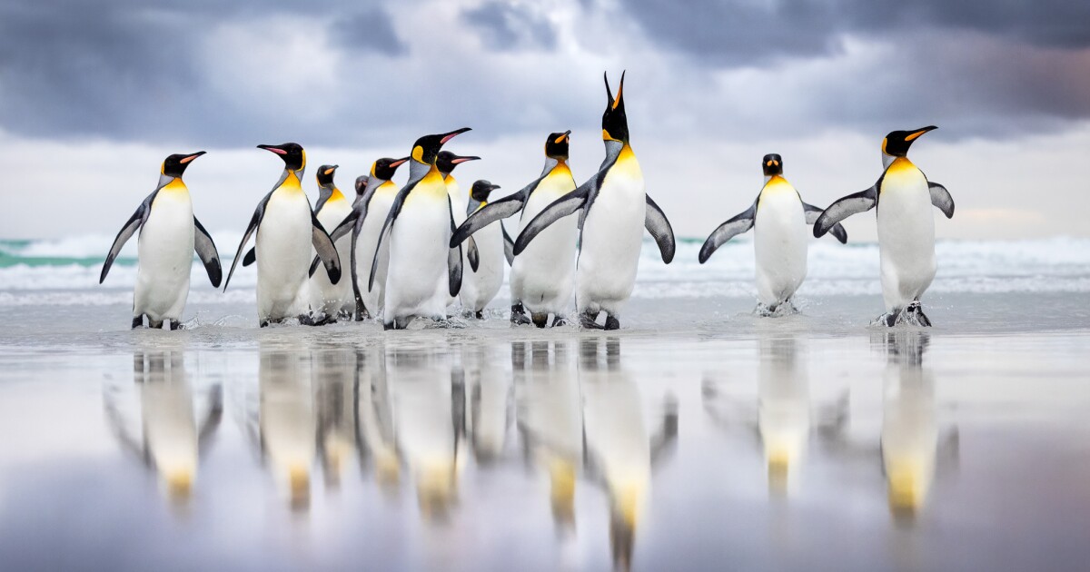 World’s biggest bird photo contest delivers breathtaking 2025 winners World’s biggest bird photo contest delivers breathtaking 2025 winners