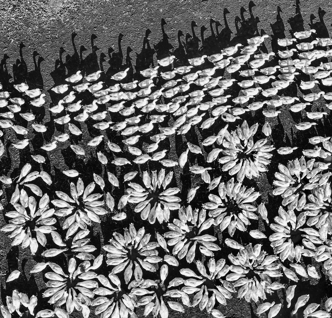 Third Place in the Fun category. The petal-like patterns created by geese during feeding time
