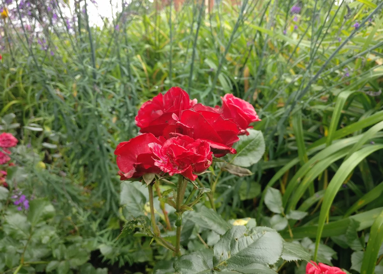 A fine macro shot from the OnePlus 3 with plenty of detail