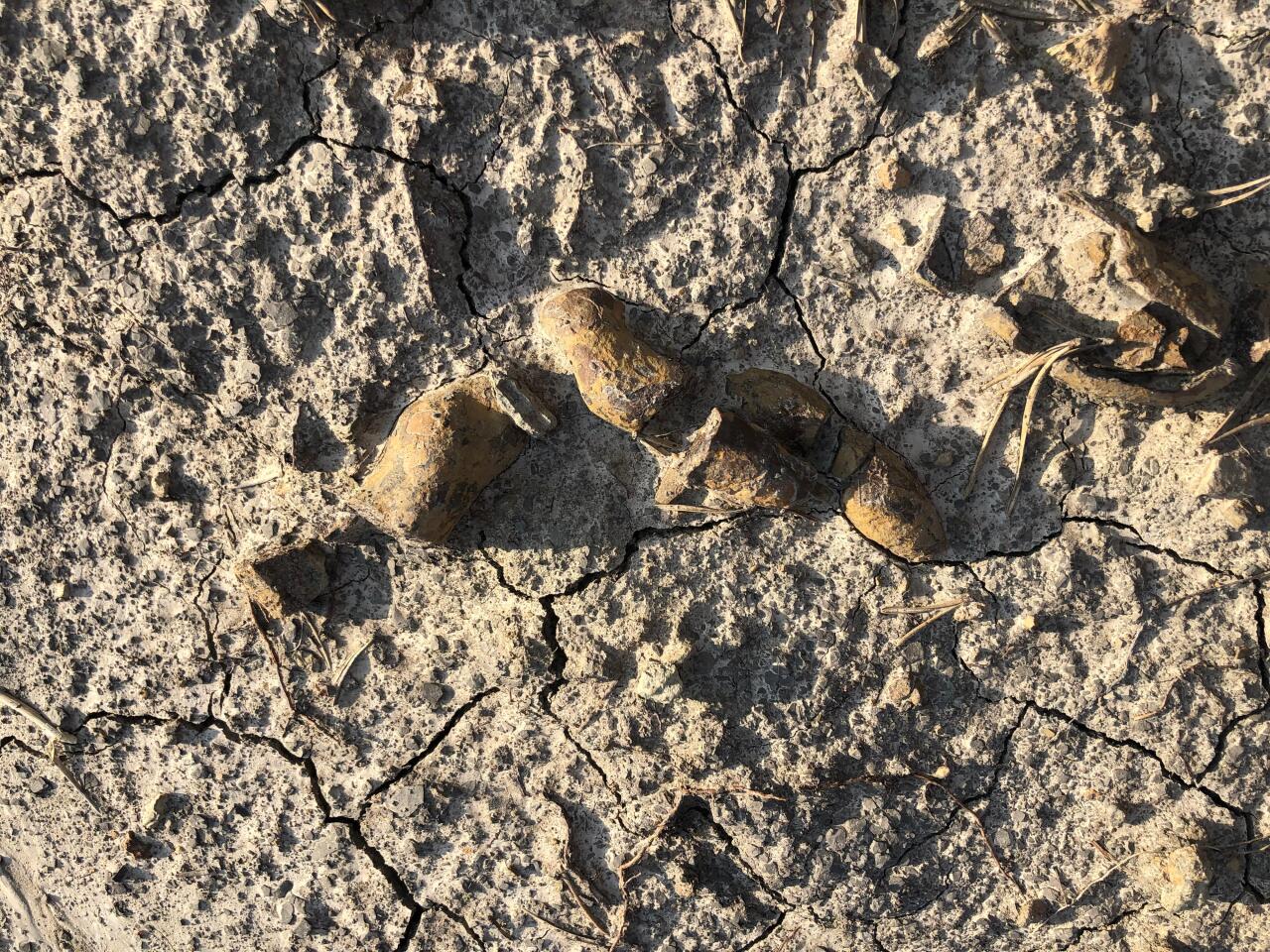 A sample of fossilized feces from a herbivorous dinosaur