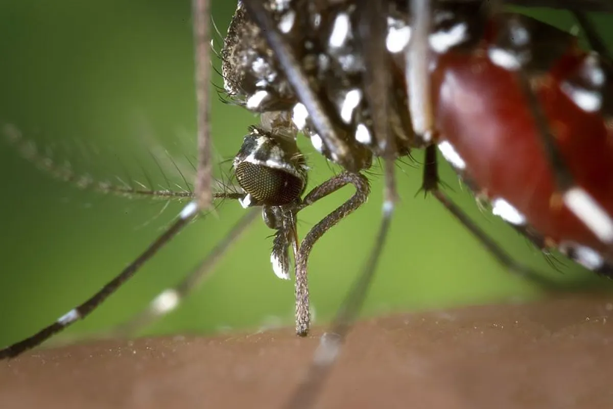 A Japanese scientist has created an almost painless hypodermic needle, inspired by the mosquito's proboscis