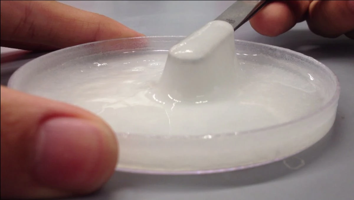 A Wyss Institute team has leveraged a commercially-available enzyme called transglutaminase to directly bond chitosan biomaterial to bodily tissue