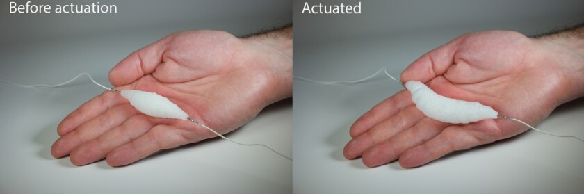 The new synthetic muscle is electrically actuated by an embedded wire with eight volts running through it