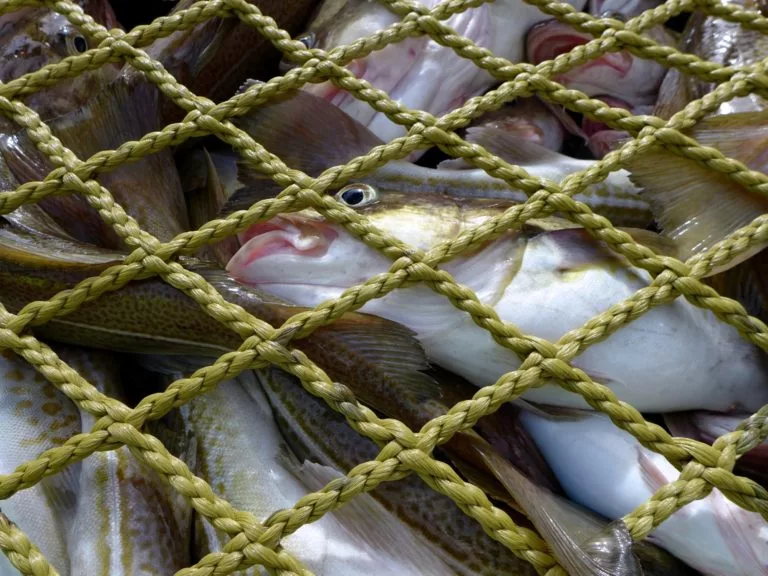 Freshly-caught cod – freeze it or leave it?